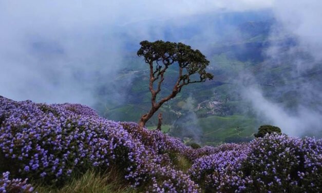 Kerala Honey moon package